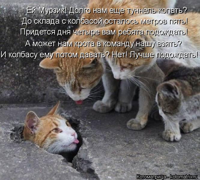 Придется дня четыре вам ребята подождать! Ей Мурзик! Долго нам еще туннель копать? А может нам крота ... Котоматрица: Придется дня четыре вам ребята подождать! Ей Мурзик! Долго нам еще туннель копать? А может нам крота в команду нашу взять? И колбасу ему пото?