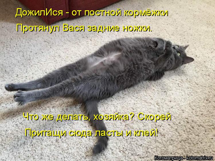 ДожилИся - от постной кормёжки Протянул Вася задние ножки. Что же делать, хозяйка? Скорей Притащи сю... Котоматрица: ДожилИся - от постной кормёжки Протянул Вася задние ножки. Что же делать, хозяйка? Скорей Притащи сюда ласты и клей!