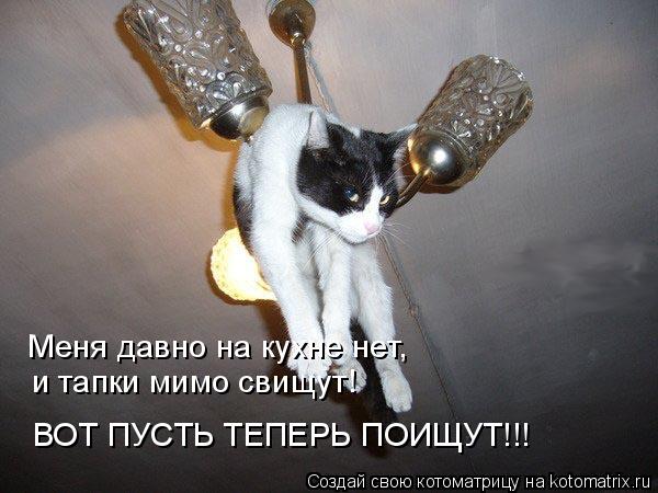Меня давно на кухне нет, и тапки мимо свищут! ВОТ ПУСТЬ ТЕПЕРЬ ПОИЩУТ!!!... Котоматрица: Меня давно на кухне нет, и тапки мимо свищут! ВОТ ПУСТЬ ТЕПЕРЬ ПОИЩУТ!!!