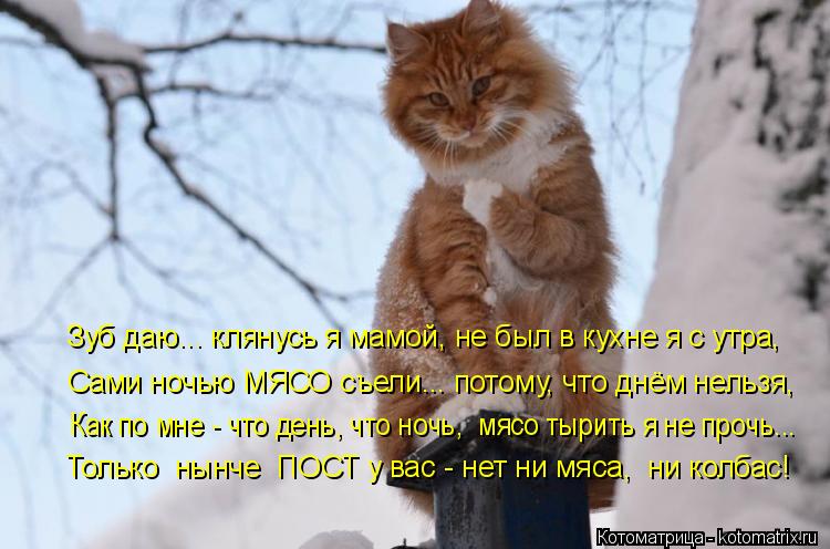 Зуб даю... клянусь я мамой, не был в кухне я с утра, Сами ночью МЯСО съели... потому, что днём нельзя... Котоматрица: Зуб даю... клянусь я мамой, не был в кухне я с утра, Сами ночью МЯСО съели... потому, что днём нельзя, Как по мне - что день, что ночь, мясо тырить ?