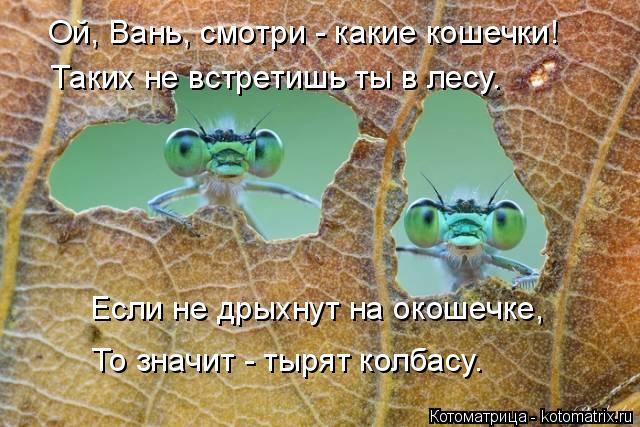 Ой, Вань, смотри - какие кошечки! Таких не встретишь ты в лесу. Если не дрыхнут на окошечке, То знач... Котоматрица: Ой, Вань, смотри - какие кошечки! Таких не встретишь ты в лесу. Если не дрыхнут на окошечке, То значит - тырят колбасу.