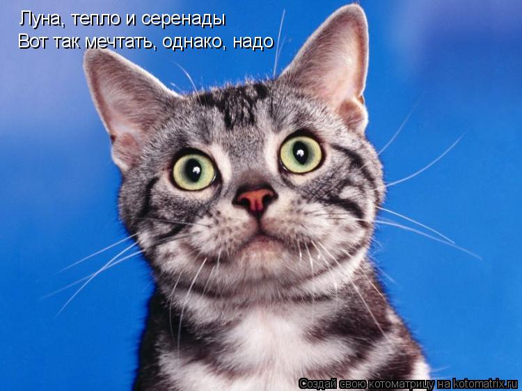 Луна, тепло и серенады Вот так мечтать, однако, надо... Котоматрица: Луна, тепло и серенады Вот так мечтать, однако, надо