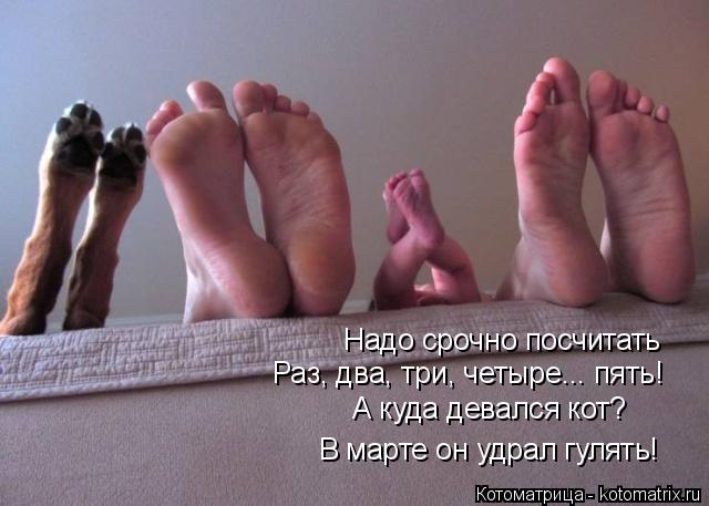 Надо срочно посчитать Раз, два, три, четыре... пять! А куда девался кот? В марте он удрал гулять!... Котоматрица: Надо срочно посчитать Раз, два, три, четыре... пять! А куда девался кот? В марте он удрал гулять!