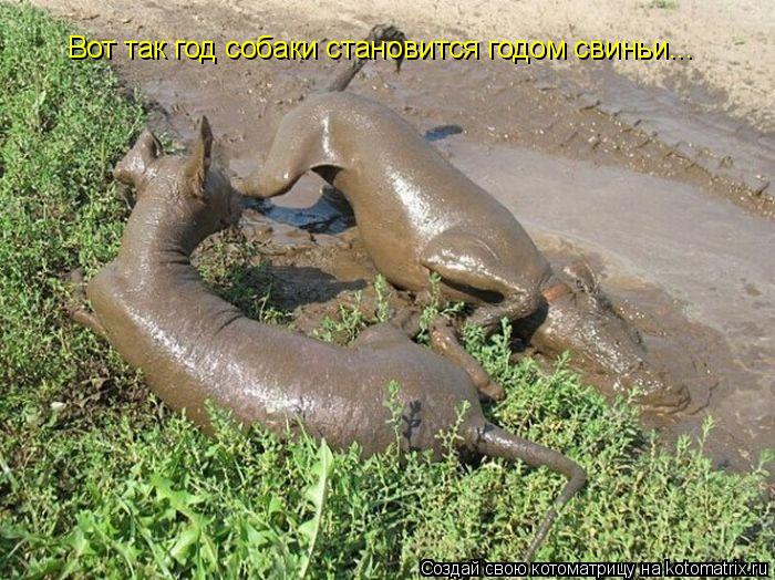 Вот так год собаки становится годом свиньи...... Котоматрица: Вот так год собаки становится годом свиньи...
