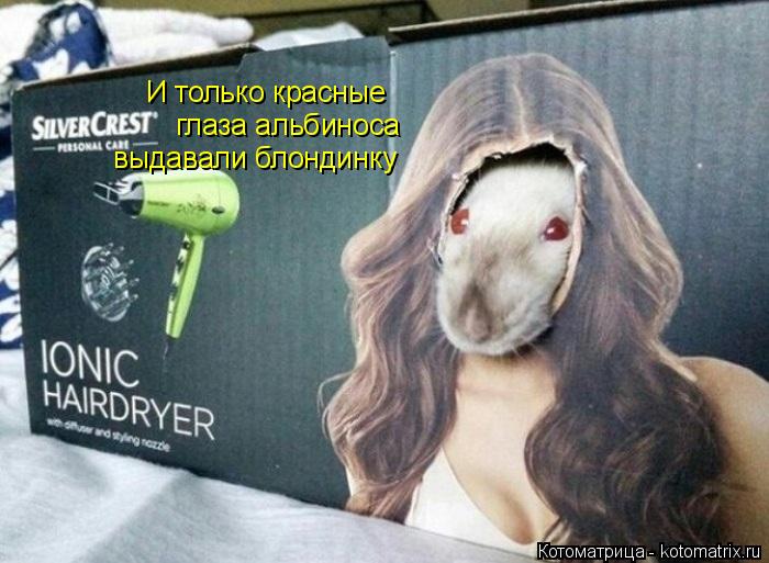 И только красные выдавали блондинку глаза альбиноса... Котоматрица: И только красные выдавали блондинку глаза альбиноса