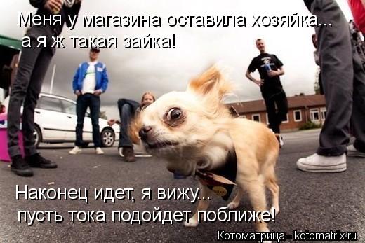 Меня у магазина оставила хозяйка... а я ж такая зайка! Наконец идет, я вижу... пусть тока подойдет по... Котоматрица: Меня у магазина оставила хозяйка... а я ж такая зайка! Наконец идет, я вижу... пусть тока подойдет поближе!