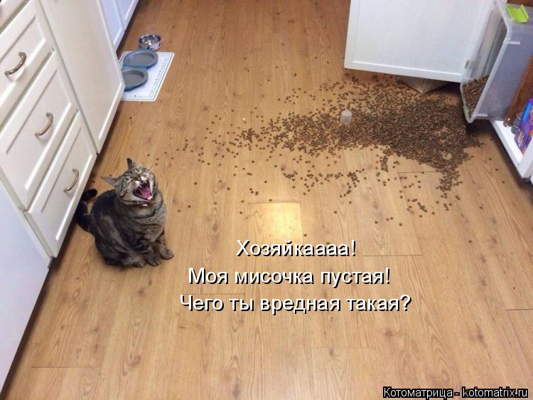 Хозяйкаааа! Моя мисочка пустая! Чего ты вредная такая?... Котоматрица: Хозяйкаааа! Моя мисочка пустая! Чего ты вредная такая?