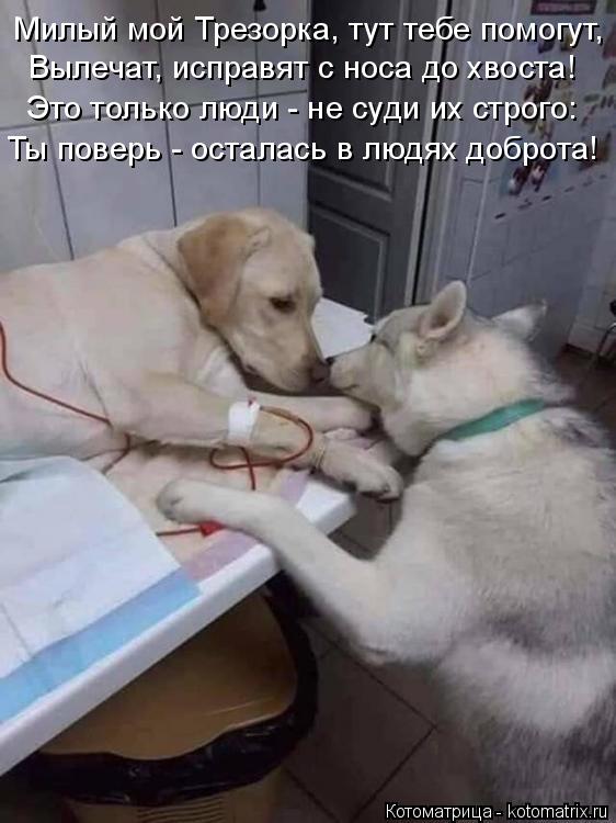 Милый мой Трезорка, тут тебе помогут, Вылечат, исправят с носа до хвоста! Это только люди - не суди и... Котоматрица: Милый мой Трезорка, тут тебе помогут, Вылечат, исправят с носа до хвоста! Это только люди - не суди их строго: Ты поверь - осталась в людях добр