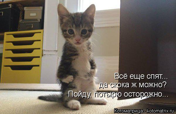 Всё еще спят... да скока ж можно? Пойду, потырю осторожно...... Котоматрица: Всё еще спят... да скока ж можно? Пойду, потырю осторожно...