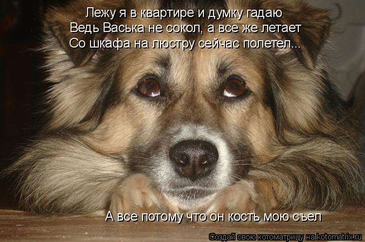 Лежу я в квартире и думку гадаю Ведь Васька не сокол, а все же летает Со шкафа на люстру сейчас полет... Котоматрица: Лежу я в квартире и думку гадаю Ведь Васька не сокол, а все же летает Со шкафа на люстру сейчас полетел... А все потому что он кость мою съел