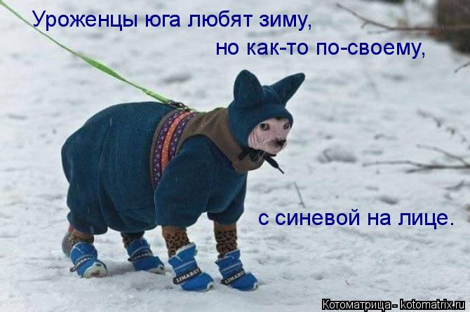 Уроженцы юга любят зиму, но как-то по-своему, с синевой на лице.... Котоматрица: Уроженцы юга любят зиму, но как-то по-своему, с синевой на лице.