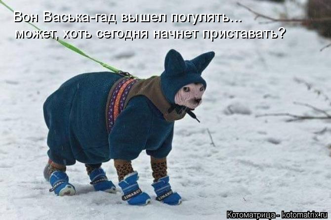 Вон Васька-гад вышел погулять... может, хоть сегодня начнет приставать?... Котоматрица: Вон Васька-гад вышел погулять... может, хоть сегодня начнет приставать?