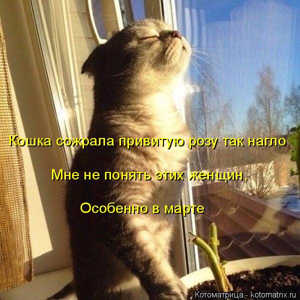 Кошка сожрала привитую розу так нагло Мне не понять этих женщин, Особенно в марте... Котоматрица: Кошка сожрала привитую розу так нагло Мне не понять этих женщин, Особенно в марте