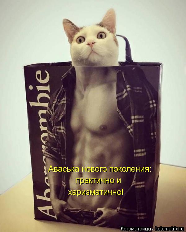 Аваська нового поколения: практично и харизматично!... Котоматрица: Аваська нового поколения: практично и харизматично!
