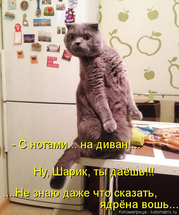 Ну, Шарик, ты даёшь!!! ....Не знаю даже что сказать, ядрёна вошь.... - С ногами... на диван!...... Котоматрица: Ну, Шарик, ты даёшь!!! ....Не знаю даже что сказать, ядрёна вошь.... - С ногами... на диван!...