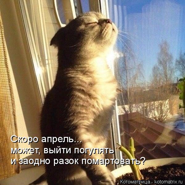 Скоро апрель... может, выйти погулять и заодно разок помартовать?... Котоматрица: Скоро апрель... может, выйти погулять и заодно разок помартовать?