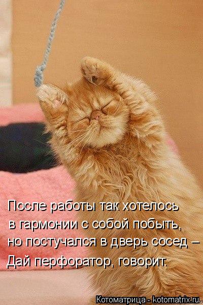 но постучался в дверь сосед – Дай перфоратор, говорит. в гармонии с собой побыть, После работы так хо... Котоматрица: но постучался в дверь сосед – Дай перфоратор, говорит. в гармонии с собой побыть, После работы так хотелось