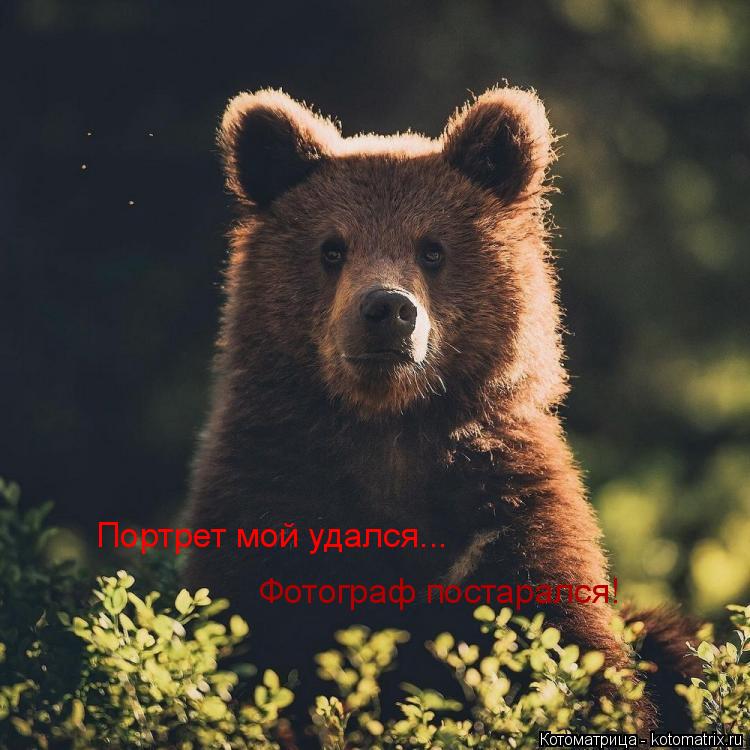 Портрет мой удался... Фотограф постарался!... Котоматрица: Портрет мой удался... Фотограф постарался!