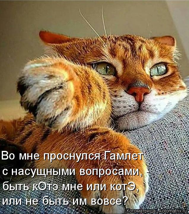 или не быть им вовсе? быть кОтэ мне или котЭ, с насущными вопросами, - Во мне проснулся Гамлет... Котоматрица: или не быть им вовсе? быть кОтэ мне или котЭ, с насущными вопросами, - Во мне проснулся Гамлет