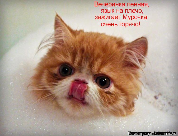 Вечеринка пенная, язык на плечо, зажигает Мурочка очень горячо!... Котоматрица: Вечеринка пенная, язык на плечо, зажигает Мурочка очень горячо!