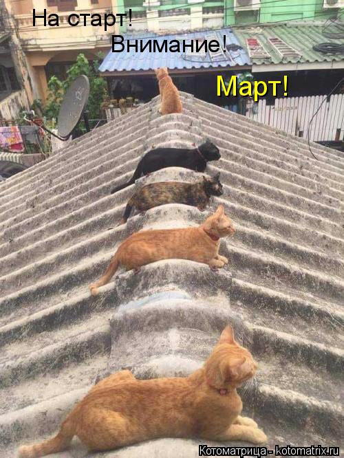 На старт! Внимание! Март!... Котоматрица: На старт! Внимание! Март!