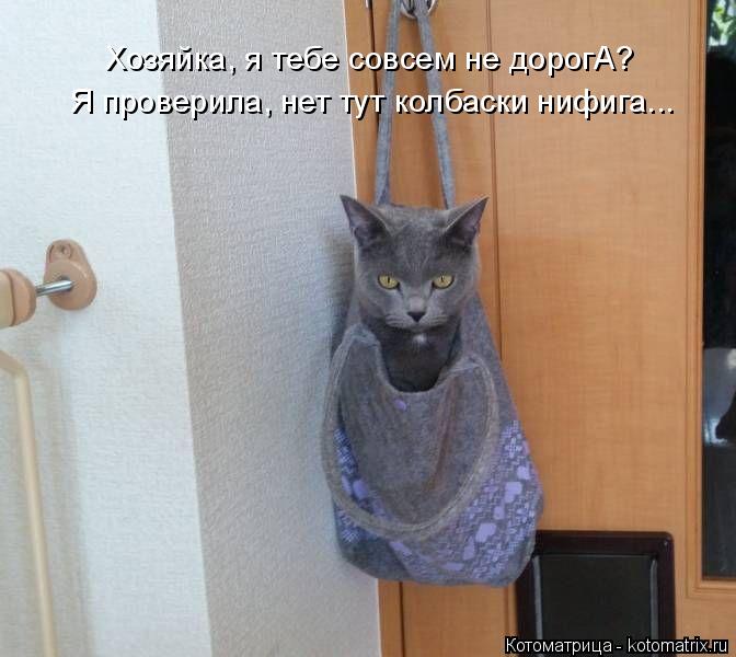 Хозяйка, я тебе совсем не дорогА? Я проверила, нет тут колбаски нифига...... Котоматрица: Хозяйка, я тебе совсем не дорогА? Я проверила, нет тут колбаски нифига...