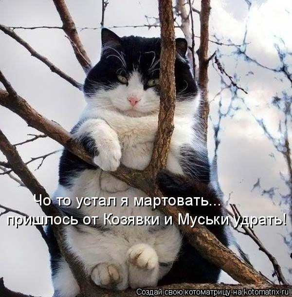 Чо то устал я мартовать... пришлось от Козявки и Муськи удрать!... Котоматрица: Чо то устал я мартовать... пришлось от Козявки и Муськи удрать!
