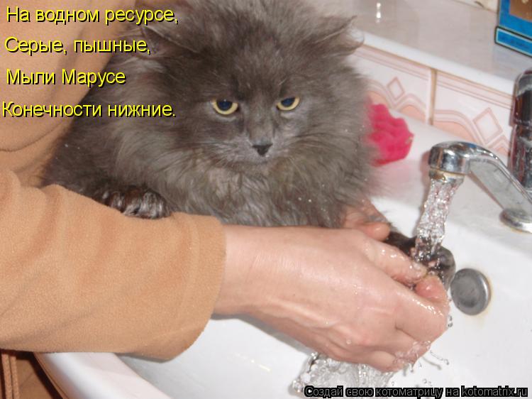 На водном ресурсе, Серые, пышные, Мыли Марусе Конечности нижние.... Котоматрица: На водном ресурсе, Серые, пышные, Мыли Марусе Конечности нижние.
