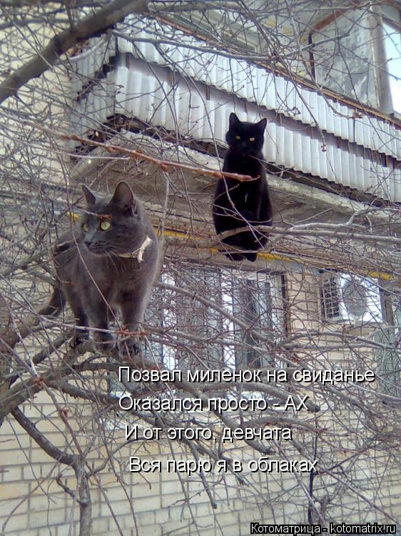 Позвал миленок на свиданье Оказался просто - АХ И от этого, девчата Вся парю я в облаках... Котоматрица: Позвал миленок на свиданье Оказался просто - АХ И от этого, девчата Вся парю я в облаках