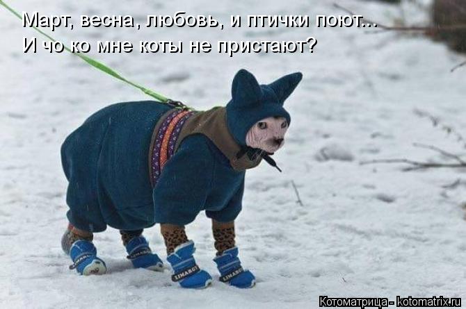 Март, весна, любовь, и птички поют... И чо ко мне коты не пристают?... Котоматрица: Март, весна, любовь, и птички поют... И чо ко мне коты не пристают?