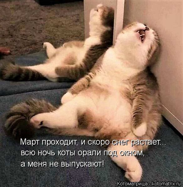 Март проходит, и скоро снег растает... всю ночь коты орали под окном, а меня не выпускают!... Котоматрица: Март проходит, и скоро снег растает... всю ночь коты орали под окном, а меня не выпускают!