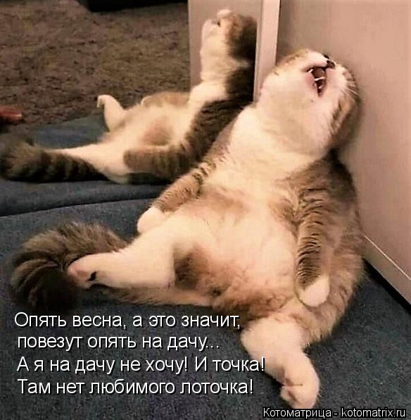 Опять весна, а это значит, повезут опять на дачу... А я на дачу не хочу! И точка! Там нет любимого л... Котоматрица: Опять весна, а это значит, повезут опять на дачу... А я на дачу не хочу! И точка! Там нет любимого лоточка!