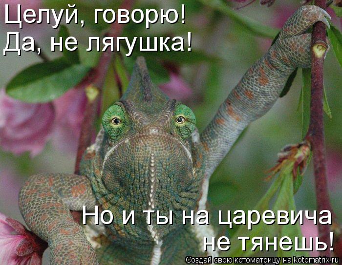 Целуй, говорю! Да, не лягушка! Но и ты на царевича не тянешь!... Котоматрица: Целуй, говорю! Да, не лягушка! Но и ты на царевича не тянешь!
