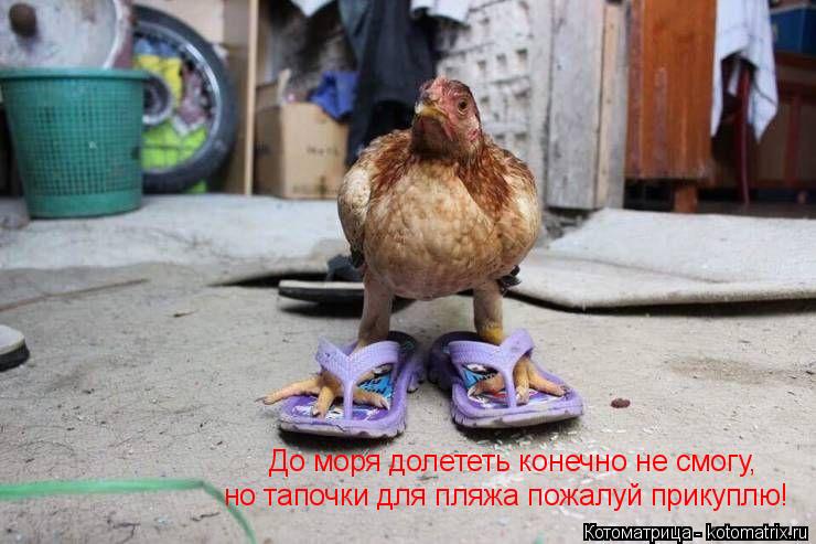 До моря долететь конечно не смогу, но тапочки для пляжа пожалуй прикуплю!... Котоматрица: До моря долететь конечно не смогу, но тапочки для пляжа пожалуй прикуплю!