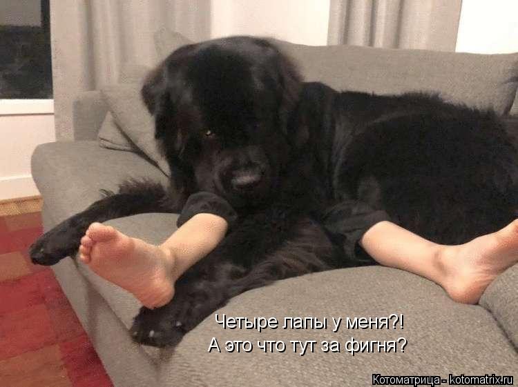 Котоматрица: Четыре лапы у меня?! А это что тут за фигня?