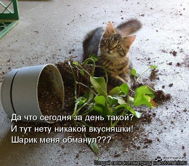 Котоматрица: Да что сегодня за день такой? И тут нету никакой вкусняшки! Шарик меня обманул???