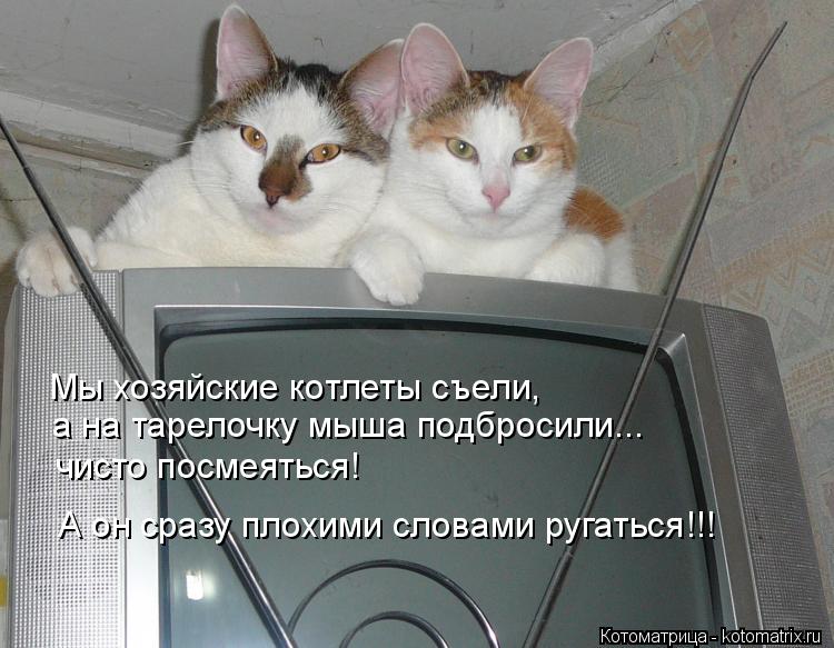 Котоматрица: Мы хозяйские котлеты съели, а на тарелочку мыша подбросили... чисто посмеяться! А он сразу плохими словами ругаться!!!
