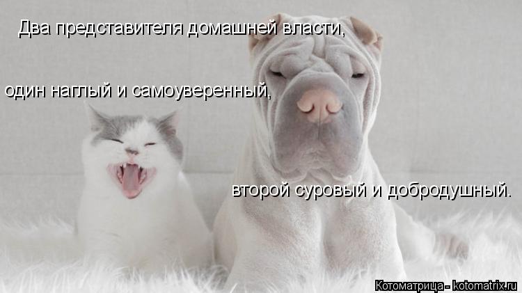 Два представителя домашней власти, один наглый и самоуверенный, второй суровый и добродушный.... Котоматрица: Два представителя домашней власти, один наглый и самоуверенный, второй суровый и добродушный.