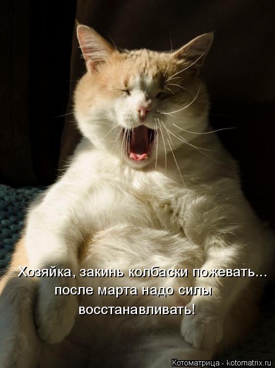 Хозяйка, закинь колбаски пожевать... после марта надо силы восстанавливать!... Котоматрица: Хозяйка, закинь колбаски пожевать... после марта надо силы восстанавливать!