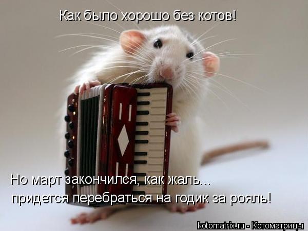 Как было хорошо без котов! Но март закончился, как жаль... придется перебраться на годик за рояль!... Котоматрица: Как было хорошо без котов! Но март закончился, как жаль... придется перебраться на годик за рояль!