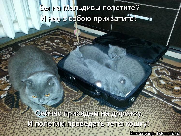Вы на Мальдивы полетите? И нас с собою прихватите! Сейчас присядем на дорожку. И полетим проведать те... Котоматрица: Вы на Мальдивы полетите? И нас с собою прихватите! Сейчас присядем на дорожку. И полетим проведать тетю кошку!