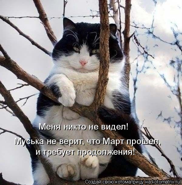 Меня никто не видел! Муська не верит, что Март прошел, и требует продолжения!... Котоматрица: Меня никто не видел! Муська не верит, что Март прошел, и требует продолжения!