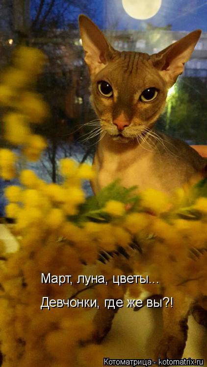 Март, луна, цветы... Девчонки, где же вы?!... Котоматрица: Март, луна, цветы... Девчонки, где же вы?!