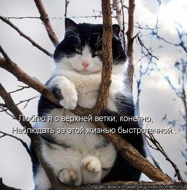 Наблюдать за этой жизнью быстротечной... Люблю я с верхней ветки, конечно,... Котоматрица: Наблюдать за этой жизнью быстротечной... Люблю я с верхней ветки, конечно,