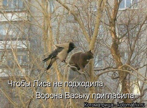 Чтобы Лиса не подходила, Ворона Ваську пригласила...... Котоматрица: Чтобы Лиса не подходила, Ворона Ваську пригласила...