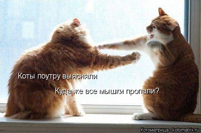 Коты поутру выясняли Куда же все мышки пропали?... Котоматрица: Коты поутру выясняли Куда же все мышки пропали?