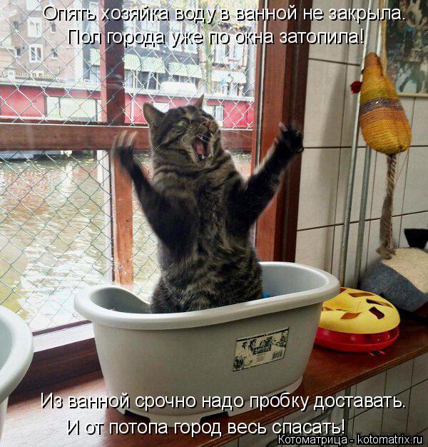 Опять хозяйка воду в ванной не закрыла. Пол города уже по окна затопила! Из ванной срочно надо пробку... Котоматрица: Опять хозяйка воду в ванной не закрыла. Пол города уже по окна затопила! Из ванной срочно надо пробку доставать. И от потопа город весь спаса