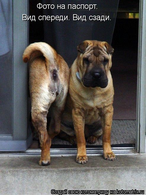 Фото на паспорт. Вид спереди. Вид сзади.... Котоматрица: Фото на паспорт. Вид спереди. Вид сзади.