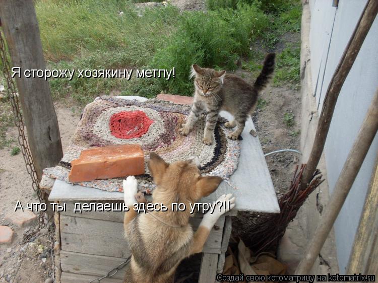 Котоматрица: А что ты  делаешь здесь по утру?!! Я сторожу хозякину метлу!