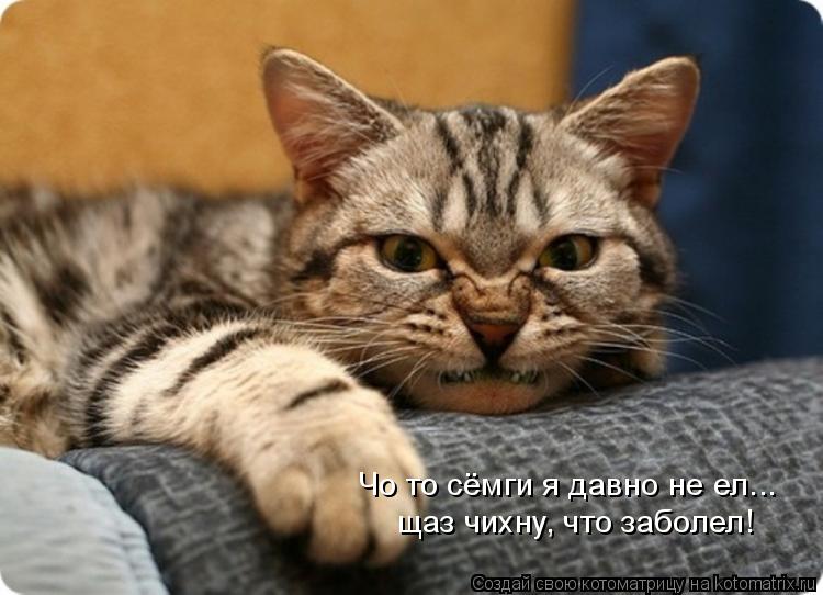 Котоматрица: Чо то сёмги я давно не ел... щаз чихну, что заболел!